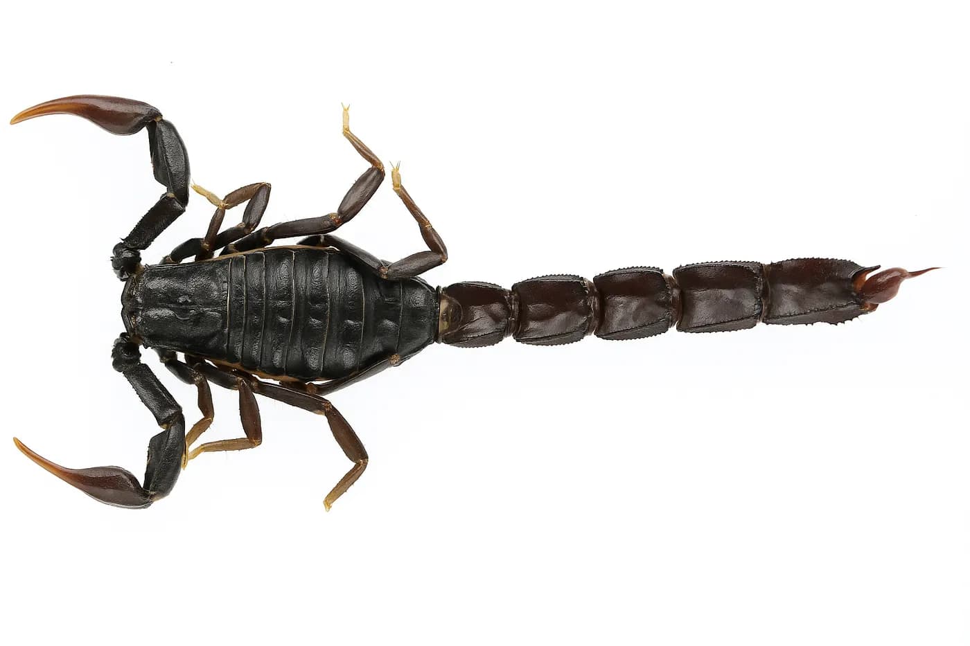 Androctonus turkiyensis (crassicauda)