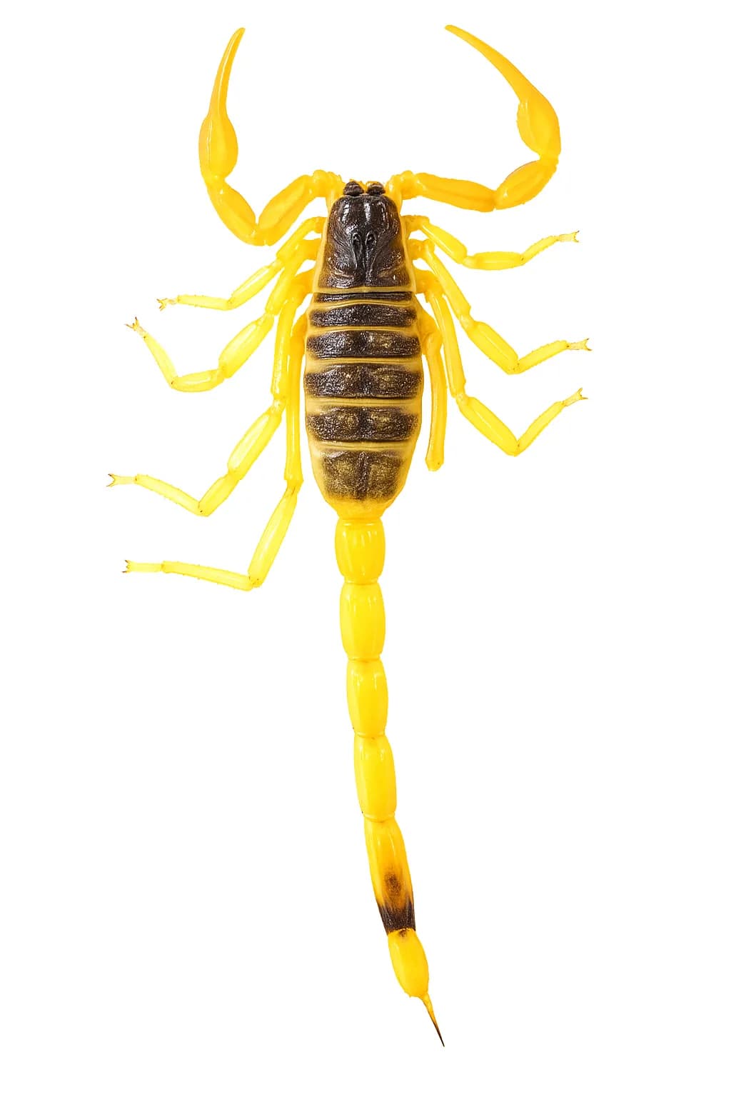 Leiurus abdullahbayrami (quinquestriatus)